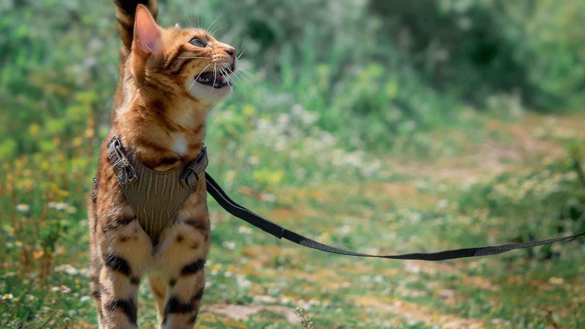 gatos paseando con correa